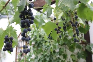 Hostel Bad Salzig - 1