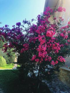 Vila Jovana - Sutomore - 3