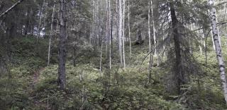 Beautiful summer cottage in Autti - 7