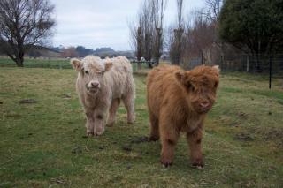 Highlands on Homestead - Oamaru - 4