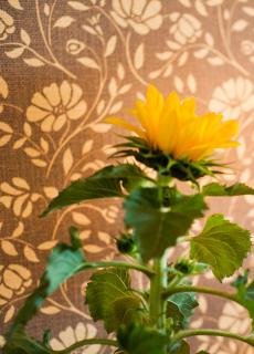 Demians - Saldus - 1