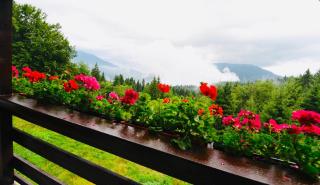 Nature House Predeal - Predeal - 2