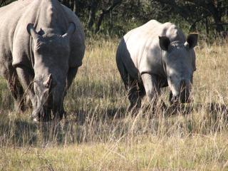 Bukela Game Lodge - Amakhala Game Reserve - Riserva Faunistica di Amakhala - 2