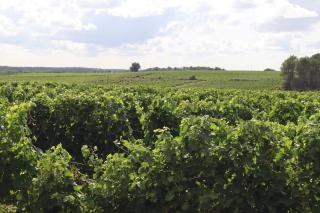 Domaine des Tilleuls - Marcillac - 1