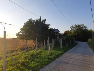 House of The Red Poppy - Mirkovec - 7