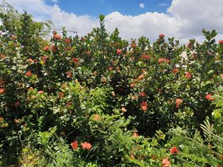 Agréable Studio vue mer au Trois Îlets - 8