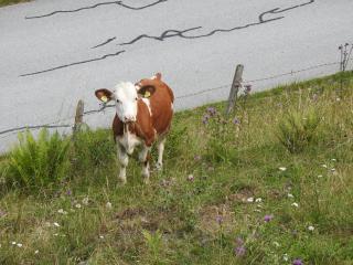 Zauneralm - Aich - 2
