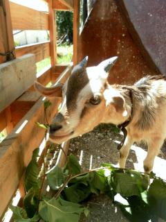 All'ombra degli Ulivi B&B - 3