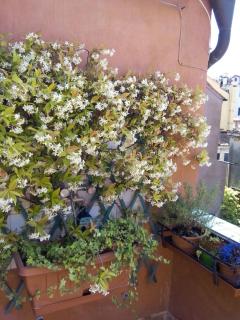 Ca' San Silvestro 2 terrazze nel cuore di Venezia - Venetië - 4