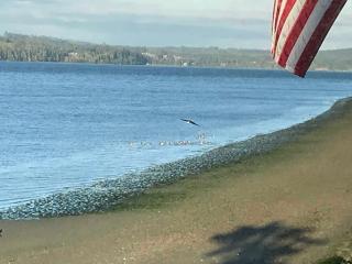 Bay Cottage Getaway - Port Townsend - 9