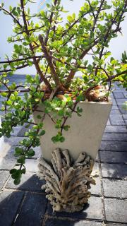 Bella Mia Langebaan - Langebaan - 1