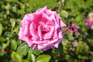 Casa Giardino fiorito - 6