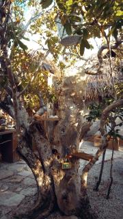 Rumah Pampa at Pachamama - Nembrala - 4