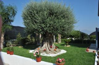 B&B Cascina Fiorita - Santa Maria La Carità - 8