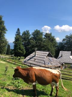 Mountain Lodge Suška Koča - Stahovica - 2