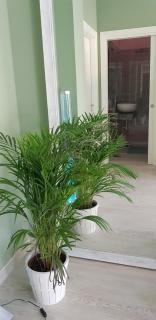 Suite MARA & Suite TEA - 3