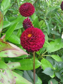 Sunflower Bed & Breakfast - Findhorn - 3
