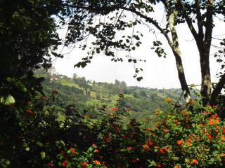 Rancho Amalia - Naranjo - 7