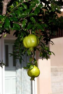Agioneri - Paleo Tsifliki - 5