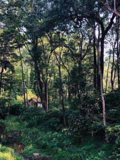 Kwality Estate - Madikeri - 2