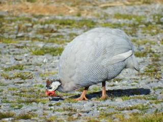 Mahana Farm Cottage - 3