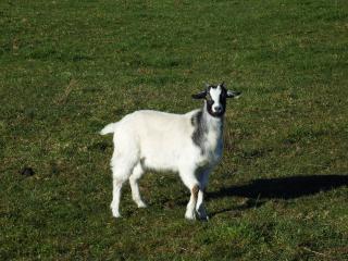 Mahana Farm Cottage - 1