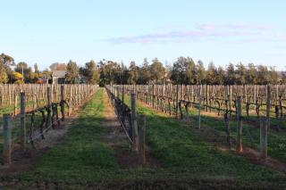 Milawa Vineyard Views - Guesthouse 1 - Milawa - 8