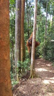 GRANDMA GUEST HOUSE including jungle Trek - Bukit Lawang - 6