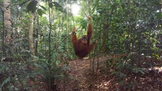 GRANDMA GUEST HOUSE including jungle Trek - Bukit Lawang - 3