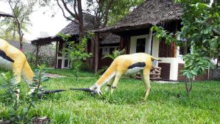 Kijiji Beach Resort - 1