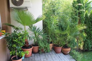 Bamboo Wellness Apartment - 7