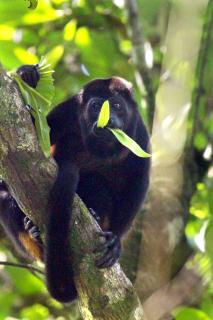 FINCA La PAZ - Jungle Retreat - Best Wildlife Spot in Sarapiqui - 1
