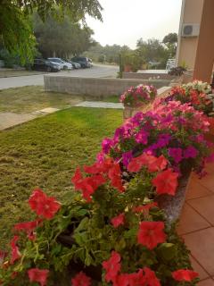 Apartmani Ruža - Novalja - 1