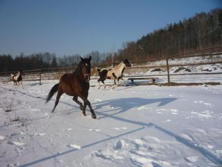 Agroturystyka Pod Rumakiem - 3