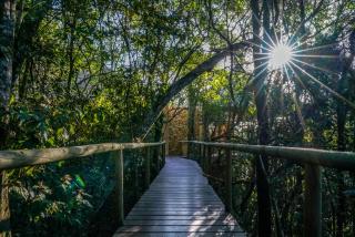 Trogon House and Forest Spa - The Crags - 6