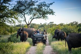Simbavati Hilltop Lodge - Timbavati Game Reserve - 3