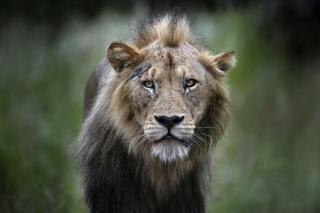 Simbavati Hilltop Lodge - Timbavati Game Reserve - 2