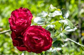 La Terraza Guest House B&B - 1