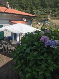 Ortensia - Pignone - 0