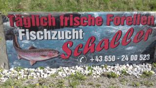 Ferienwohnung Schaller - Feistritz an der Drau - 8