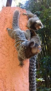 Hostel do Tucano - Rio de Janeiro - 8