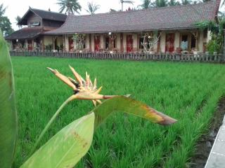 Rice padi Artha - Ubud - 9