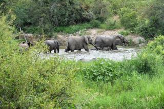 Simbavati River Lodge - Timbavati Game Reserve - 1