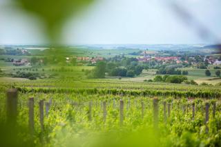 Weingut Schilling - 1