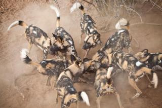 Simbavati River Lodge - Timbavati Game Reserve - 5