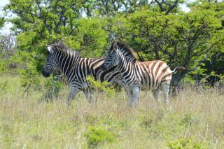 Premier Resort Mpongo Private Game Reserve - Macleantown - 1