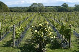Glyndwr Vineyard - 1