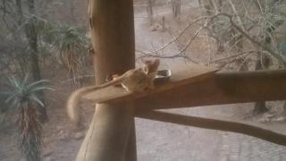 Marlothii Safari House - 7