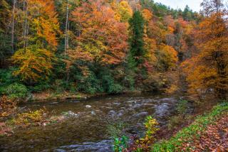 Smokies Sanctuary - Hatchertown - 7