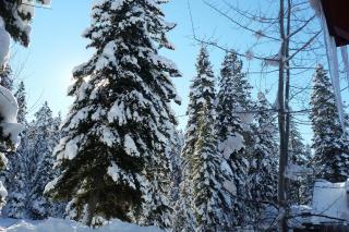 Bellflower Pines - McCall - 5